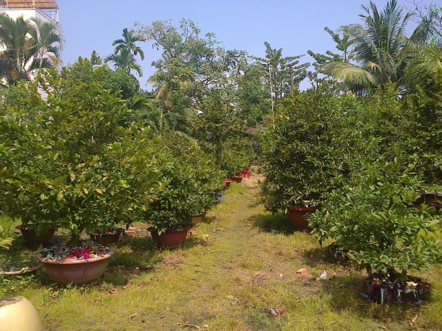 Mai chưng Tết Ất Ngọ - Mai ghép tuyệt đẹp giá gốc - 7