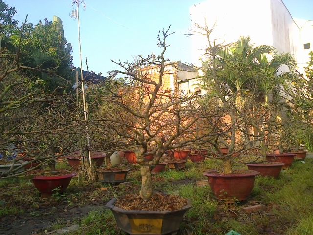 Mai chưng Tết Ất Mùi 2015- Mai đủ kích cỡ tuyệt đẹp giá gốc - 2