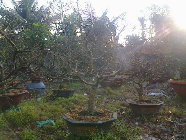 Mai chưng Tết Ất Mùi 2015- Mai đủ kích cỡ tuyệt đẹp giá gốc - 3