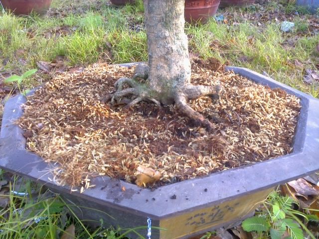 Mai chưng Tết Ất Mùi 2015- Mai đủ kích cỡ tuyệt đẹp giá gốc - 4