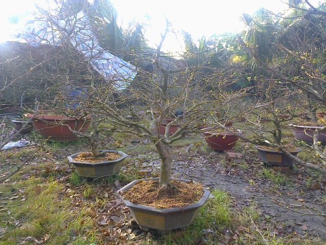 Mai chưng Tết Ất Mùi 2015- Mai đủ kích cỡ tuyệt đẹp giá gốc