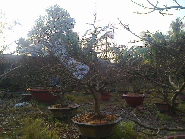 Mai chưng Tết Ất Mùi 2015- Mai đủ kích cỡ tuyệt đẹp giá gốc - 1