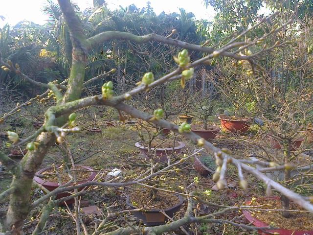 Mai chưng Tết Ất Mùi 2015- Mai đủ kích cỡ tuyệt đẹp giá gốc - 5