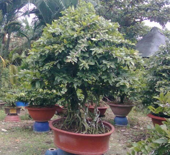 Mai chưng Tết Ất Mùi 2015- Mai đủ kích cỡ tuyệt đẹp giá gốc