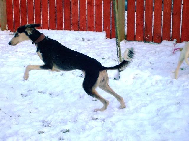 snow003.jpg