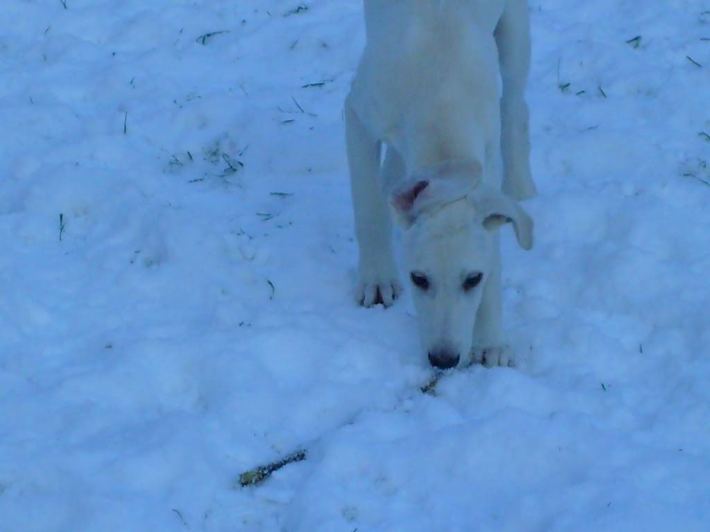 snow004.jpg