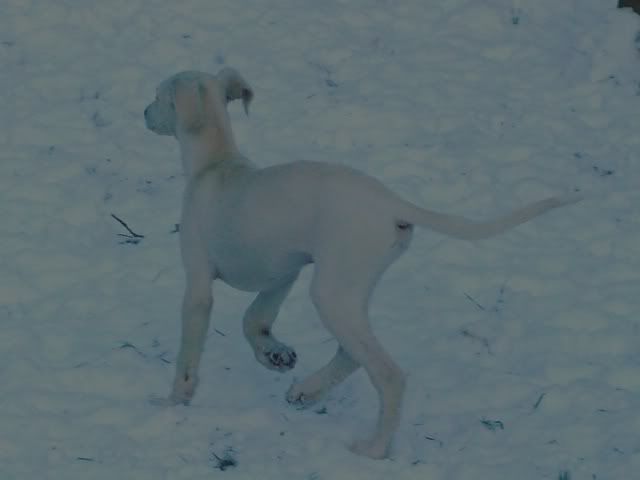 snow005.jpg