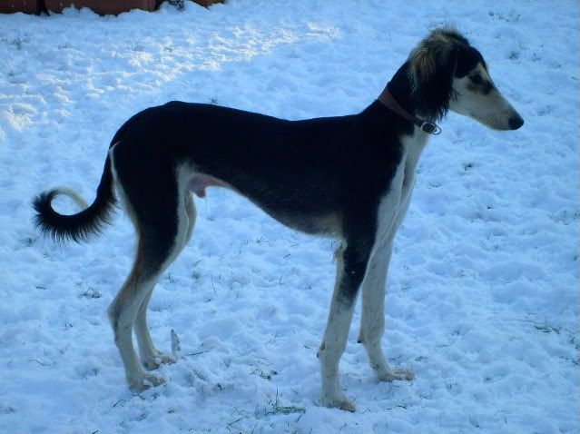 snow009-1.jpg