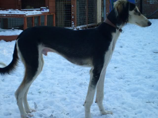 snow010.jpg