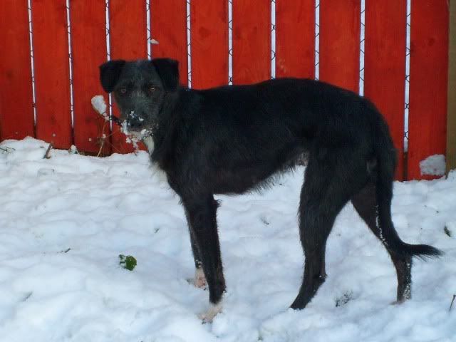 snow014.jpg