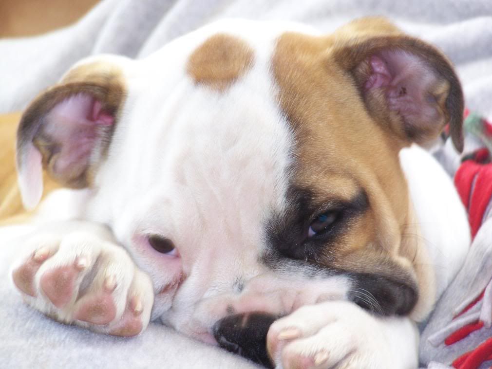 100_2906.jpg picture by 7acrekennels