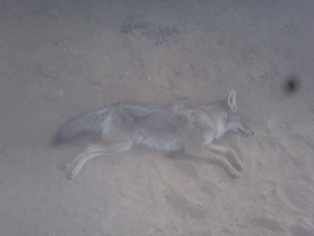 coyote2.jpg
