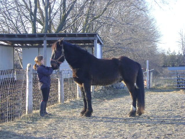 horses for sale in ontario. 10 Horses for sale in Ontario,