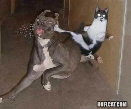 Cat Kicks Dog
