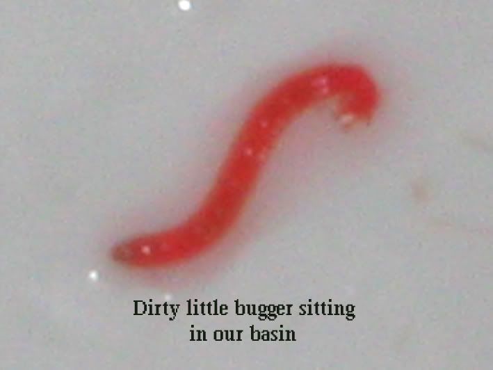 dirtybugger.jpg