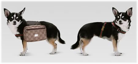 gucci-dog-backpack.jpg