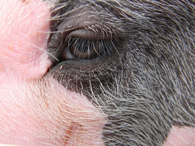 Pigs Eye