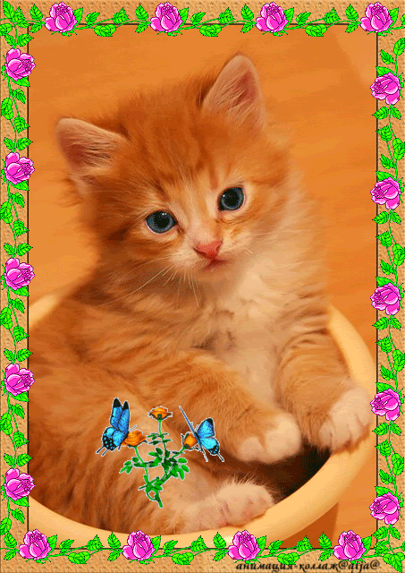 ____4db141b0a0d5_kitten.gif hugs image by ila64