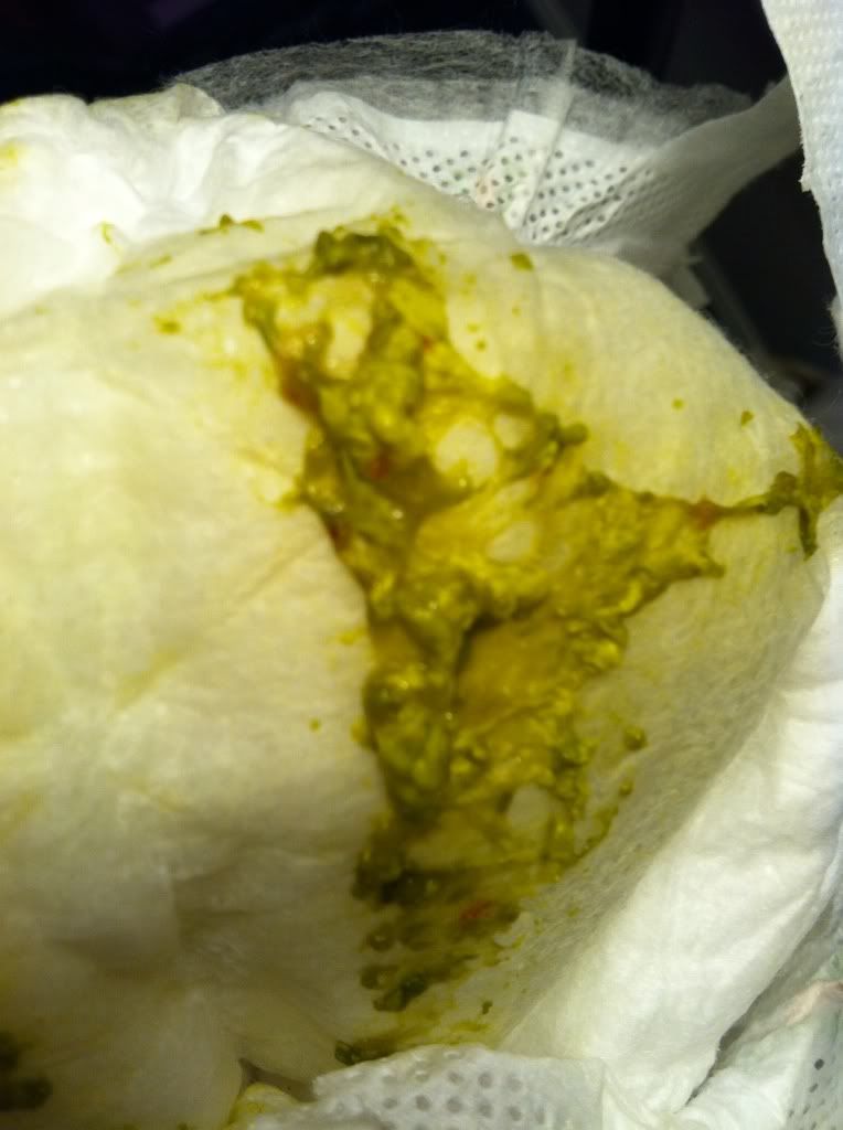 How to take care of a baby dwarf hamster eat, formula fed baby poop 3