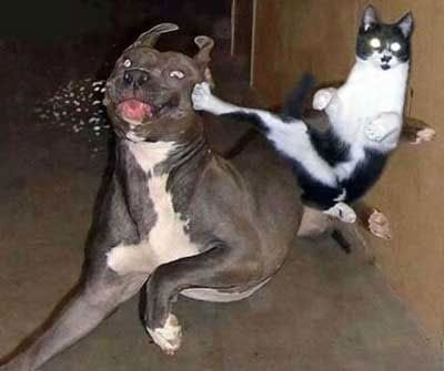 cat_dog_kick.jpg