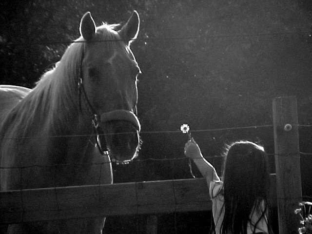 horse-2.jpg Girl &amp; Horse picture by skyeroxy67