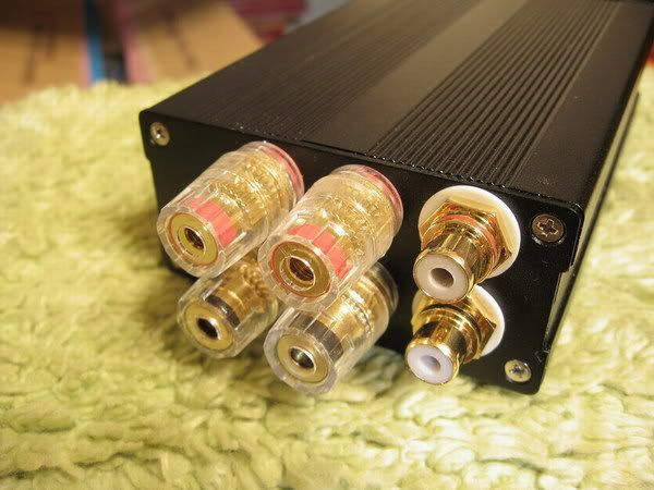 T-AMP-6.jpg