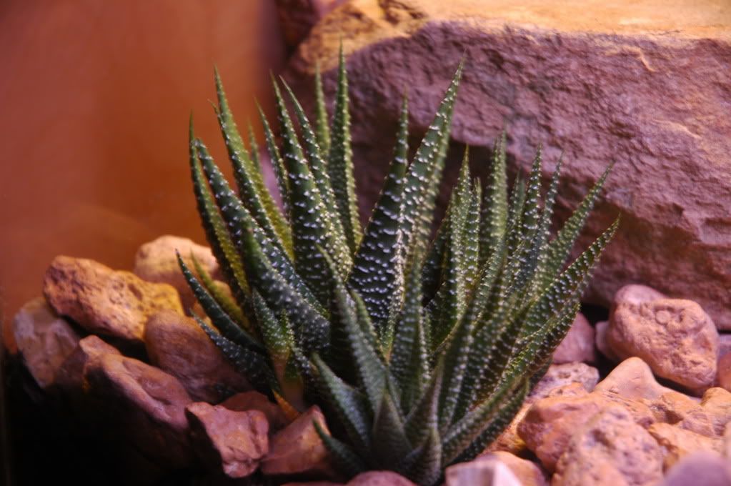 Natural desert vivarium Lighting Dendroboard