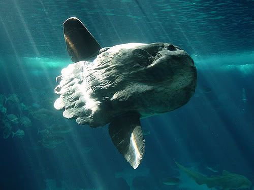 Sunfish Pictures, Images and Photos