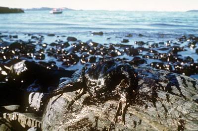 oil-contaimated bird at the coast of alaska