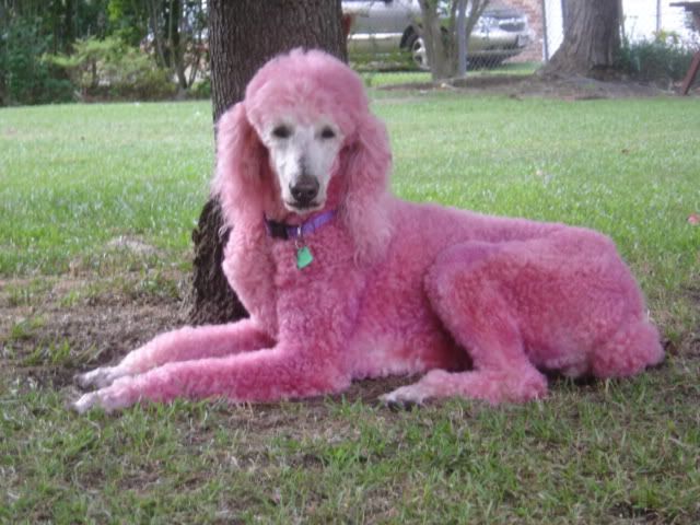 poodle.jpg