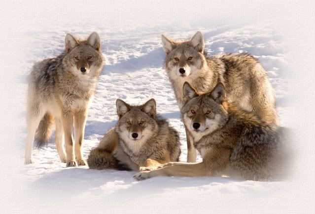 wolf squad