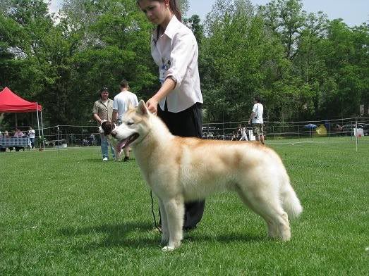 Качена снимка