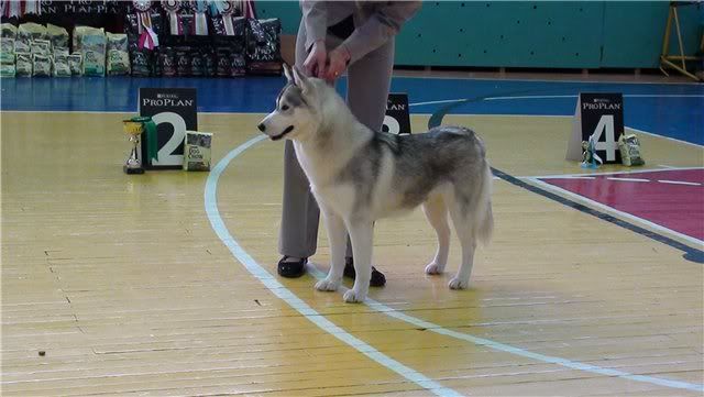 Качена снимка