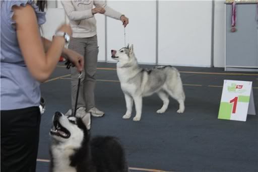 Качена снимка