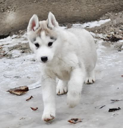 Качена снимка