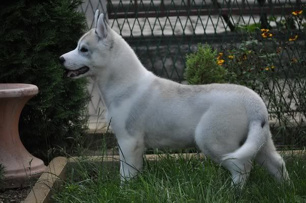 Качена снимка