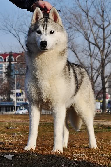 Качена снимка