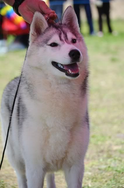 Качена снимка