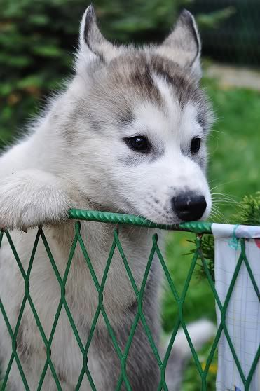 Качена снимка