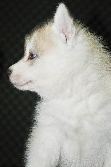 Качена снимка
