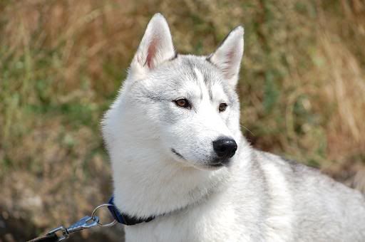 DSC_0421.jpg