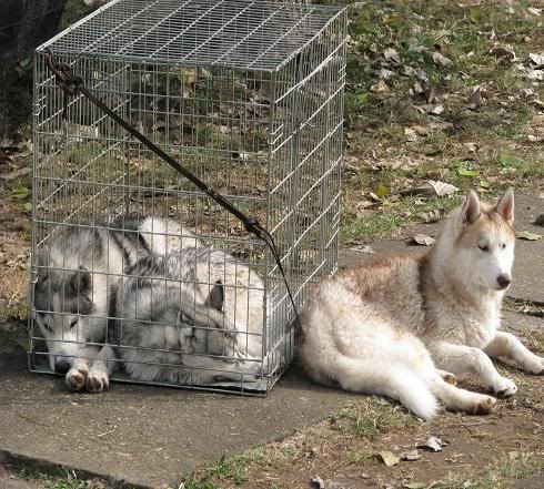 Качена снимка