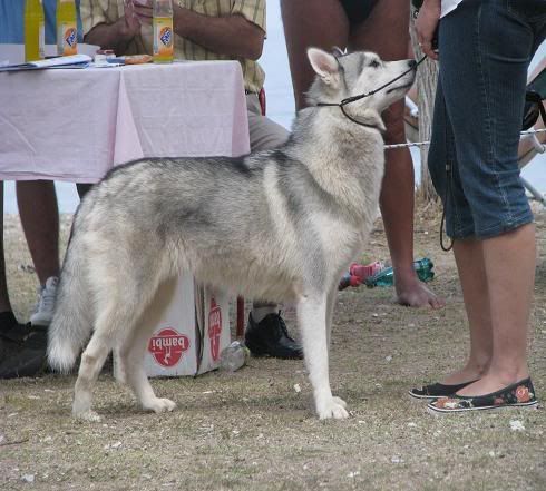 Качена снимка