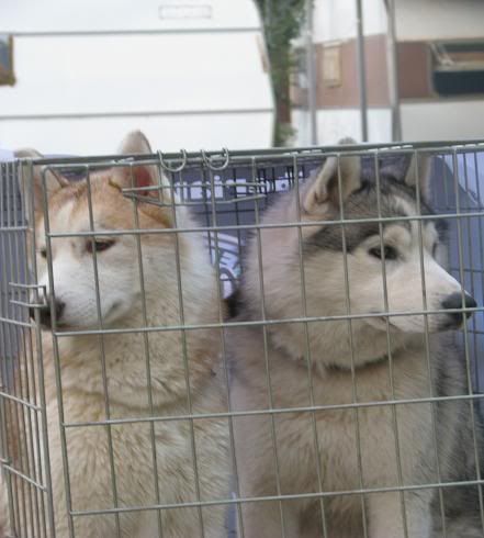 Качена снимка