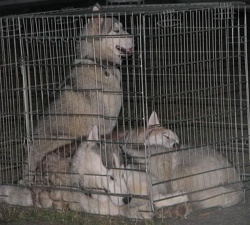 Качена снимка