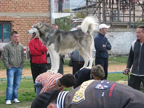 Качена снимка