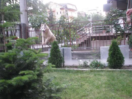 Качена снимка