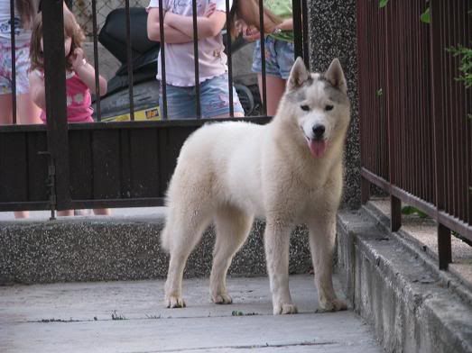 Качена снимка