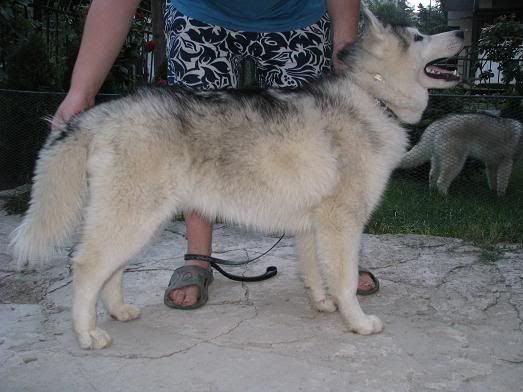 Качена снимка