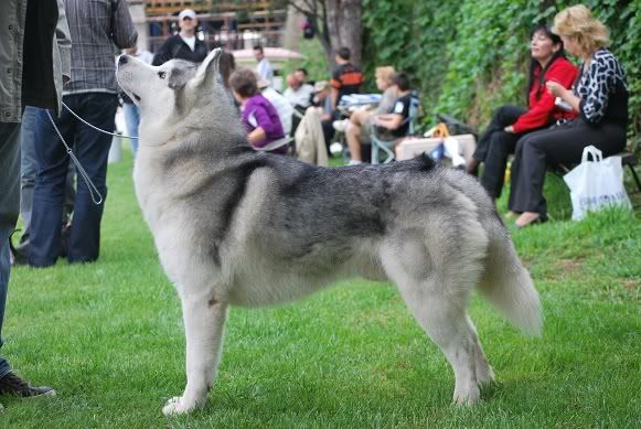 Качена снимка